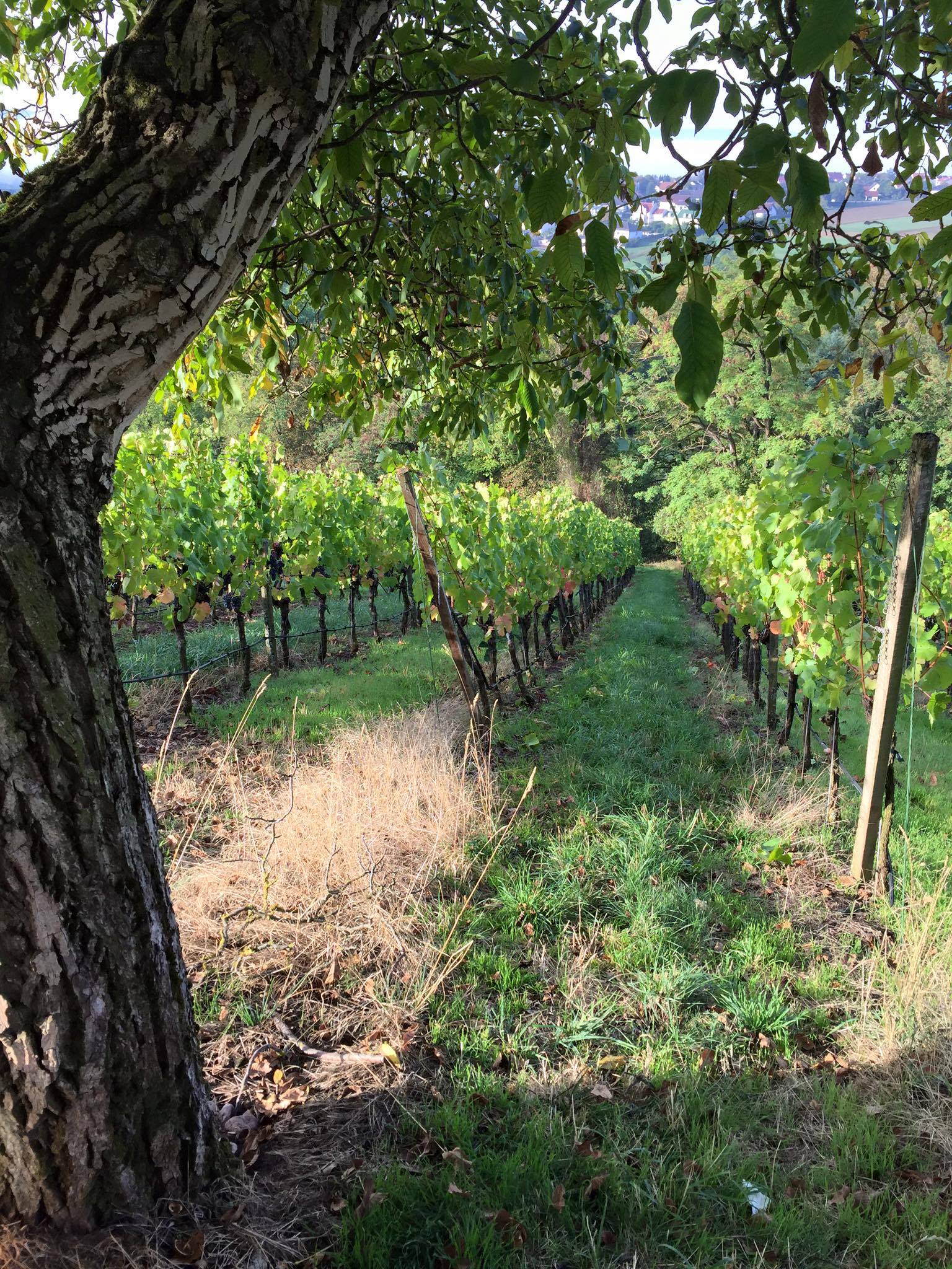 Bild von Weinreben aus der Umgebung